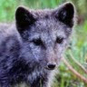 Meet your Posher, Sarah rose